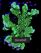 Slimeball Anacropora 3/4-1.5 inch Frag SPS Coral