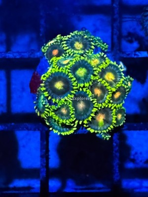 CE- WYSIWYG Green Bay Packers Zoa Zoanthid Frag Live Coral LPS SPS #R1GH10