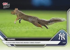 Squirrel Furry Friend Yankee Stadium- 2025 MLB Topps NOW - Card 596 Presale
