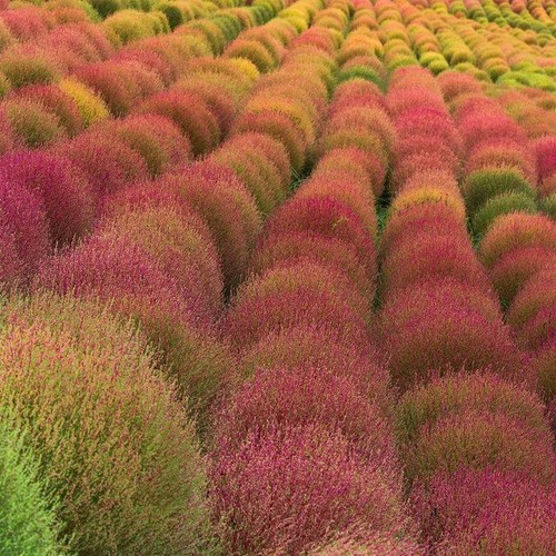 Kochia Summer Cypress 100 Kochia scoparia Seeds Burning Bush Seed - Picture 2 of 8