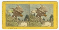 G1433~ GOLDEN EAGLE STEREOVIEW – c.1870 – Hurst Museum Tinted