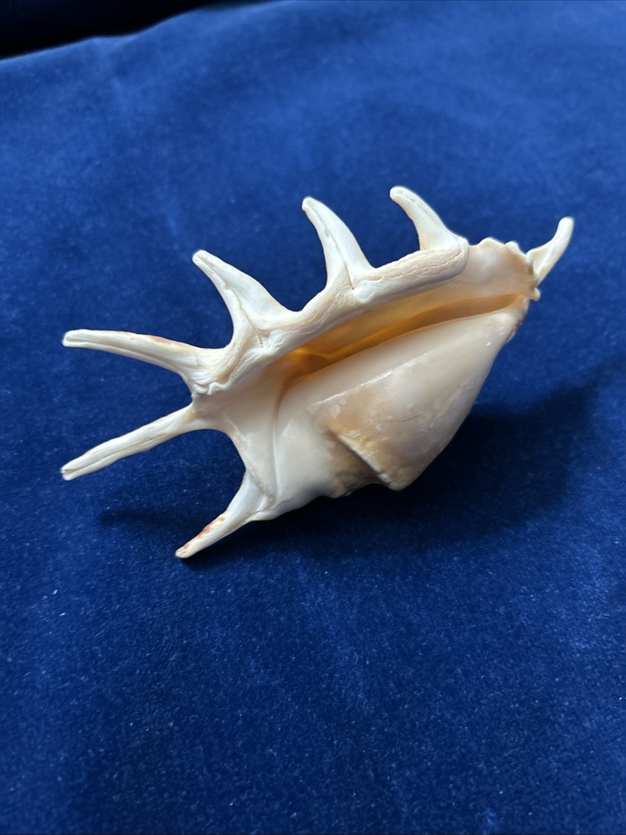 Seashell Large Lambis Spiked Spider Conch Beige Rare Real Aquarium