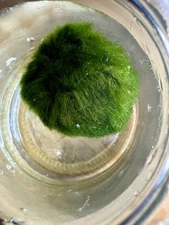 1 Marimo Moss Balls 1.25-1.75inch Live Plant Aquarium Tank USA SELLER FAST SHIP