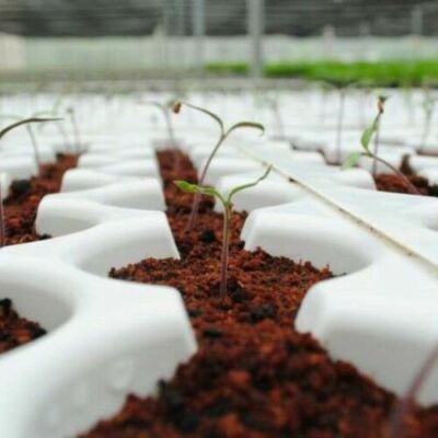 COCO PEAT COCONUT COIR 100% NATURAL ORGANIC COMPOST HYDROPONIC GROWING  MEDIA | eBay