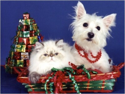 Pet Christmas Cards:Dog & Cat West Highland