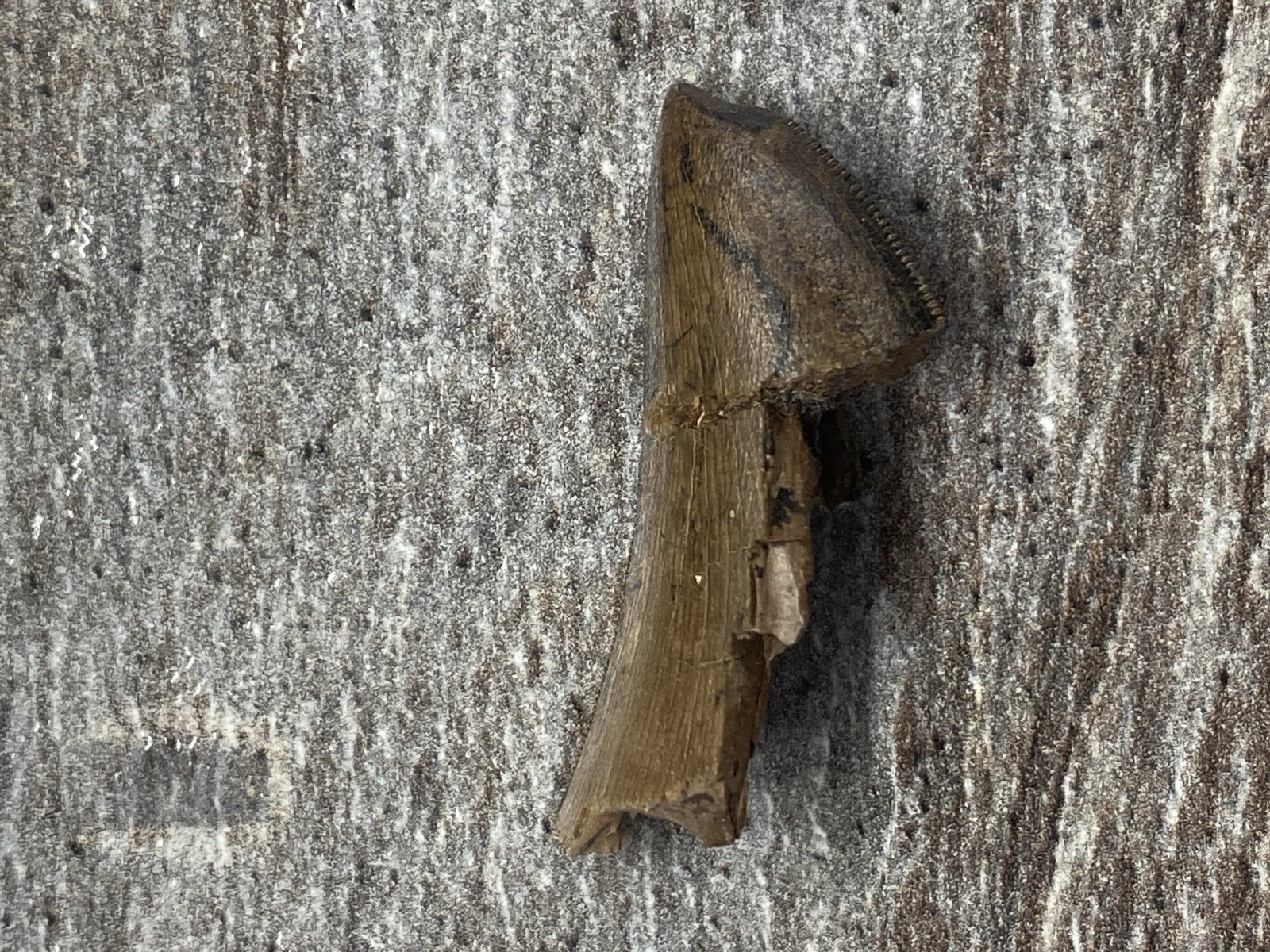 Vintage School Fossilized authentic Dinosaur tooth Carnivore specimen RARE !!!