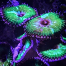 Palythoa Grandis Coral Frag – 1 Large Polyp (Soft Coral)