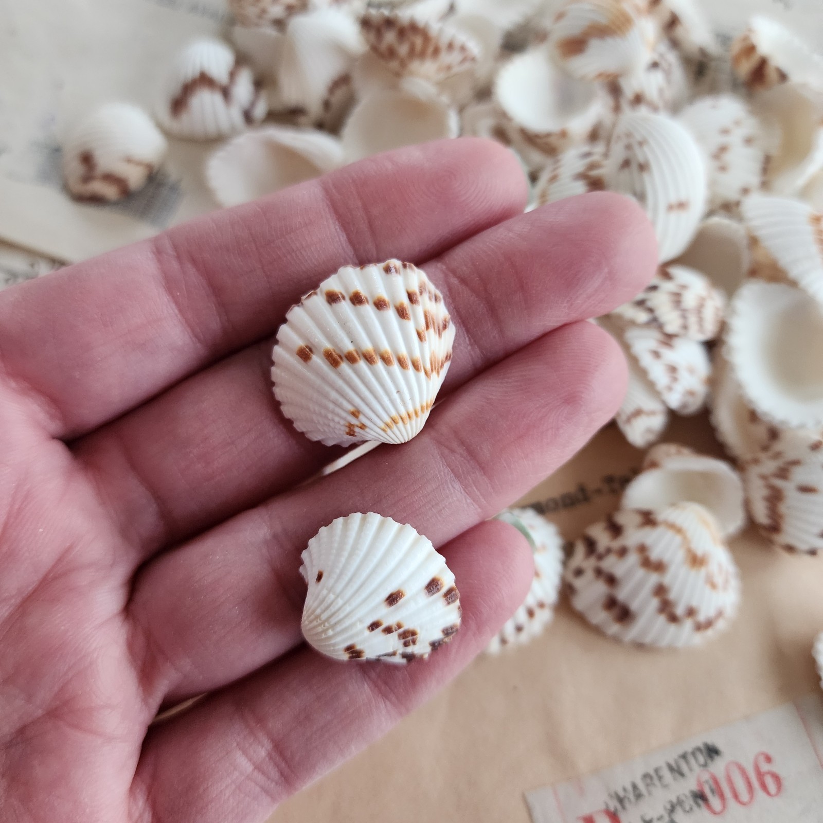 3oz Spotted Clam Shells - Wholesale Shells - Bulk Shells - Craft Shells ...