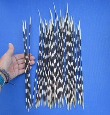 50 piece lot of South African Porcupine Quills 12 to 17 inches 51665