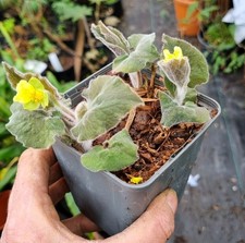 Saruma Henryii 0.5litre Pot Hardy Wild Ginger