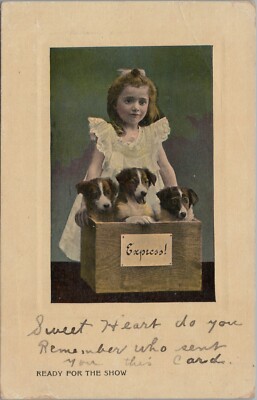 Puppies Border Collie Dogs Box Girl Ready For Show c1910 Bamforth Germany G403