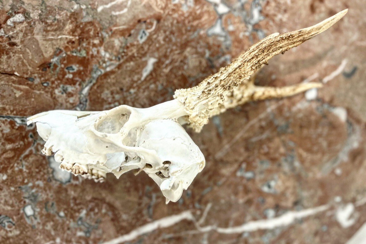 蝦夷鹿hunting trophy（deer skull） 蝦夷鹿hunting trophy（deer skull） Amazon.com: Ebros Gift
