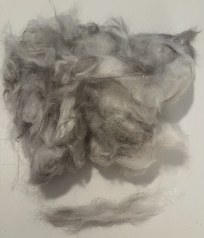 3oz Rare Premium Plucked Gray Sable French Angora Luxury Spinning Fiber (C48)