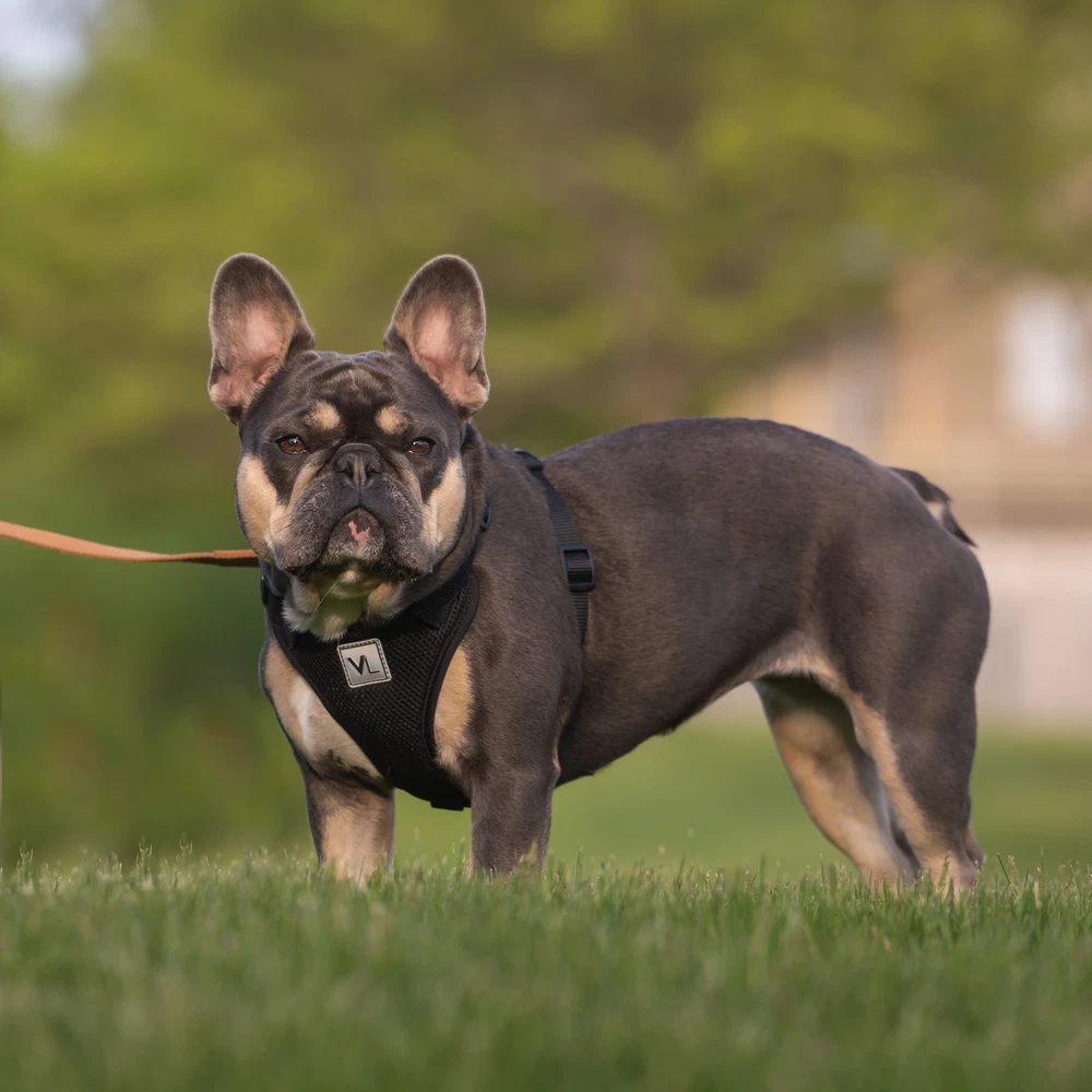 Dog Harness, Mesh Adjustable, Reflective Dog Walking Pet Harness, Black, Size M