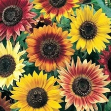 SUNFLOWER SEEDS MIX 50+ lemon queen VELVET QUEEN Red Sun CHOCOLATE CHERRY flower