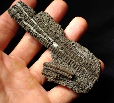 Detailliertes 3D Crinoid mehrstämmiges Fossil (100 mm) Pentacrinite Juraküste UK