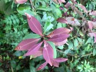 Eugenia uragayensis — photo 3