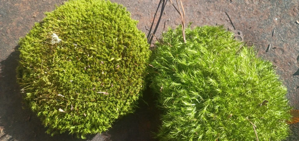 Musgo alfiletero recién cosechado Foto 4 de 4