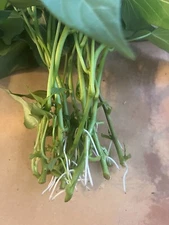 15 White Sweet potato Slips / Cuttings / White Sweet Potato Plants / Khoai lang