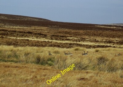 Foto 6x4 Moorgänse Bruichladdich Ein Ende März Blick auf Weißfronten um 2014