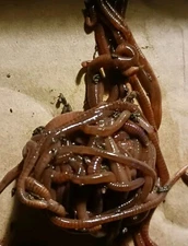 25+ Red Wiggler Composting Worms  100% Organic 
