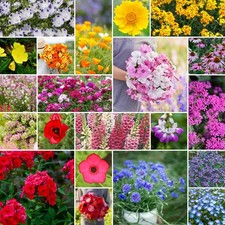 Eden Brothers Partial Shade Wildflower Mixed Seeds for 1/4 Pound,