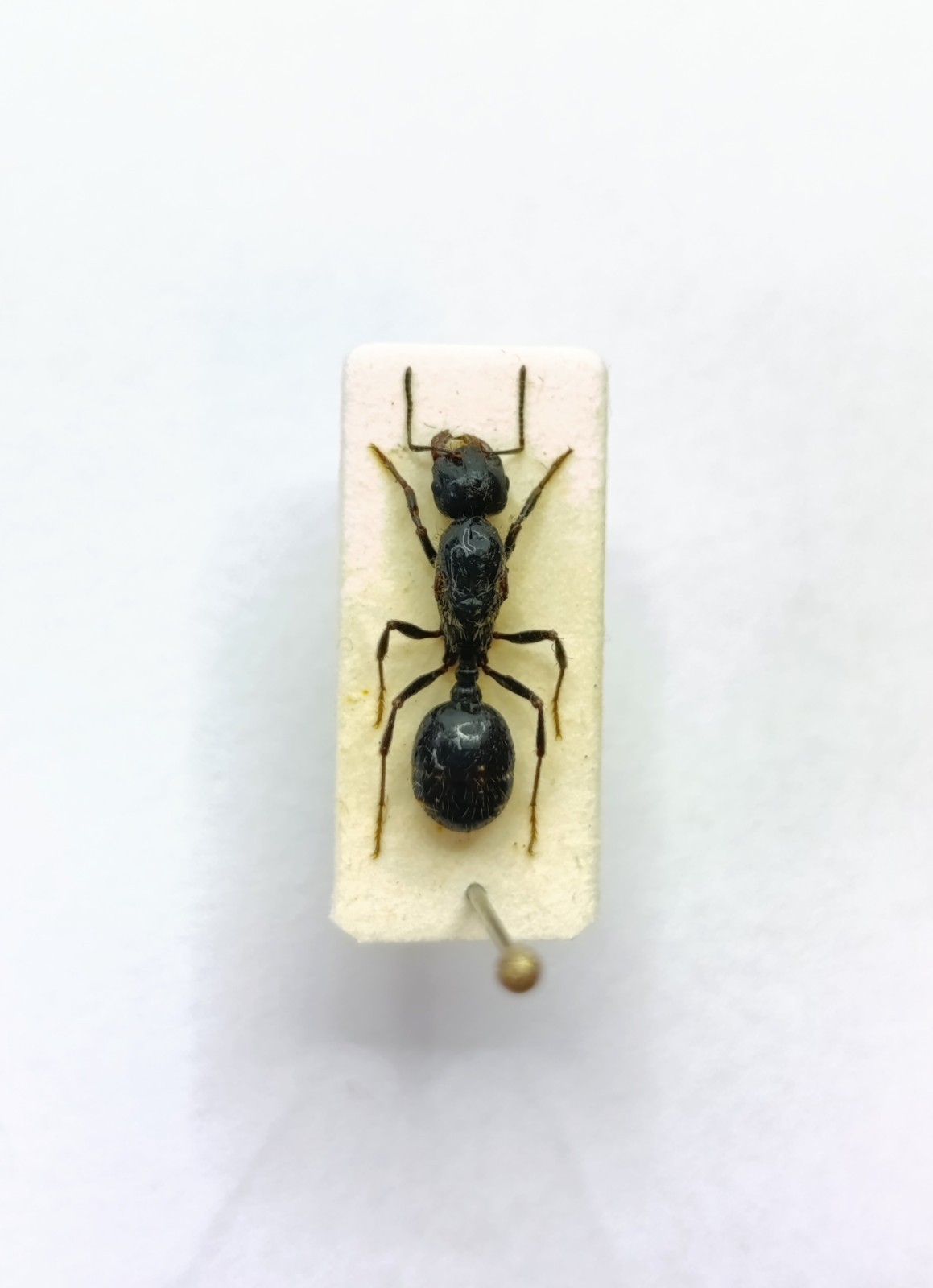 Entomology Taxidermy :  Formicidae, Messor  Ssp. 12 mm+/-.A1