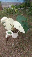 Real Picture Monstera Albo Halfmoon Variegated 3 Leaves