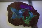 Oregon Ochoco S & S Bed Thunderegg Lapidary 2 lb 8 oz. faced rough Lot E — photo 2