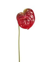 artplants KüNstliche Blume Anthurium Sambana, Rot-GrüN, 65Cm