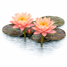 Nymphaea Wanvisa Water Lily Pond Aquarium Plants Factory
