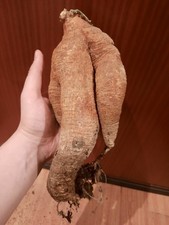 Kedrostis africana XXL MIT AUSTRIEB, Caudex, Altpflanze, Sukkulente, Pflanze 