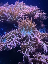 Rainbow Bubble Tip Anemone Live Coral Medium 3-5” Inch Tank Raised