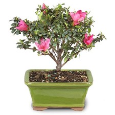 Brussel's Bonsai - Live Satsuki Azalea Flowering Tree in Small, Green