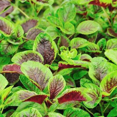 #ad #ad 500 Red Amaranth Seeds Red stripe leaf Chinese Spinach Yin Cho Callaloo USA $2.39