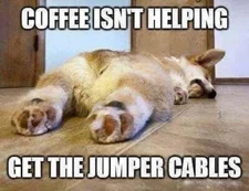 Humorous  Corgi   refrigerator magnet   3 1/2 x 4 1/2