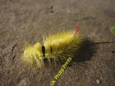 Foto 6x4 Blasse Tussock Mottenraupe (Calliteara pudibunda) Carnforth c2015