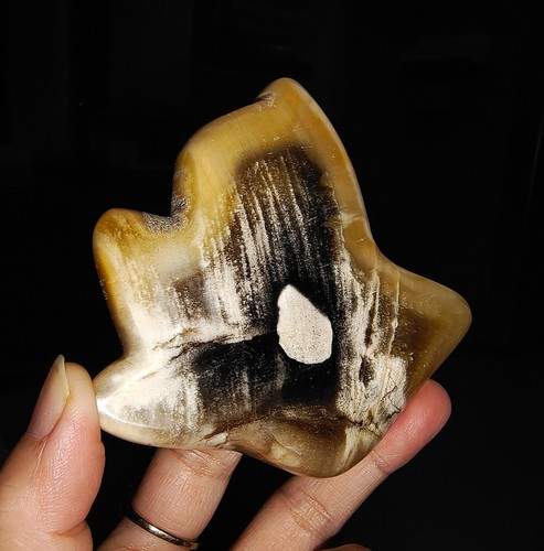 ¡¡INCREÍBLE AMONITA!! REBANADA FÓSIL CORTADA EN MADERA PETRIFICADA, DE JAVA, INDONESIA, 83 MM - Imagen 2 de 10