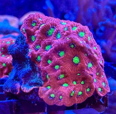 [廃盤] イハラカンタロウ　CORAL 廃盤] イハラカンタロウ CORAL 廃盤] イハラカンタロウ CORAL イハラ