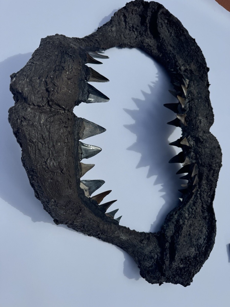 Fossilized Great White Shark Carcharodon Carcharias Teeth In
