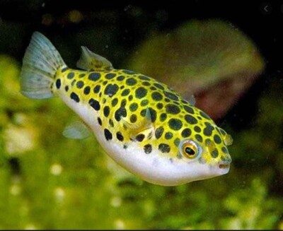 Leopard Puffer – Live Freshwater Fish – Rare, Bold, and