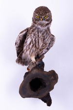 Taxidermy Little Owl Bird Wall mount Real Stuffed Animal Hunt Lodge Decor
