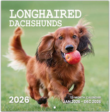 2026 Calendar, LongHaired Dachshund 2026 Wall Calendar Starts from January 2026,