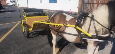 Fahrgeschirr Cob Havana starkes Leder gepolstert Schnellspanner passend 14 bis 15,2hh
