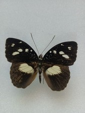 Entomologie Nymphalidae Aterica Galène Cameroun Mâle 