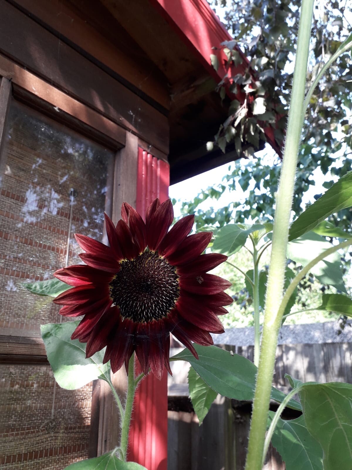 Sunflower Plug Plants Red X 6 Pre Order No Seeds Ready June 1st Week eBay