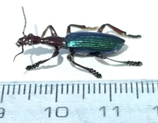 TS-1121 Carabidae 2000 msnm