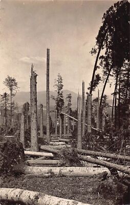 L182 Germany Windriff Falkenstein Trees Cut Down Forest vintage postcard