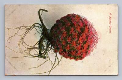 Antique Nevada Postcard RENO Cactus Botanical Nature 1911 | eBay