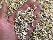 FREE tooth pendant with Shark Fossil Teeth - 30g (Approx 30-35+ teeth/pieces).